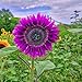 foto Semillas para plantar, 100 unidades/bolsa de semillas de girasol no transgénicos planta anual púrpura Marguerita flor plántulas para jardinería - semillas de girasol 2024-2023