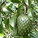 foto Semilla de fruta fresca con 20pcs Guanábana Natillas de frutas tropicales Graviola Annona Muricata Semillas para plantar Garden Yard Home Landscaping 2024-2023