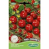 foto: comprar Germisem Red Cherry Semillas de Tomate 1 g (EC8004) on-line, mejor precio 2,45 € nuevo 2024-2023 éxito de ventas, revisión