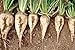 foto El azúcar de remolacha semillas: Las remolachas de azúcar fresco germen 200 2024-2023