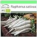 foto SAFLAX - BIO - Rettich - Japanischer Daikon - 100 Samen - Raphanus sativus 2024-2023
