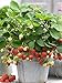 photo 100+ Wild Strawberry Strawberries Seeds Fragaria Vesca Edible Garden Fruit Heirloom Non-GMO 2023-2022
