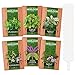 photo 6 Mint Seeds Garden Pack - Mountain Mint, Spearmint, Peppermint, Wild Mint, Anise Hyssop, and Common Mint | Quality Herb Seed Variety for Planting Indoor or Outdoor | Make Your Own Herbal (6 Mint) 2024-2023