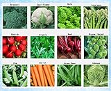 photo: You can buy Premium Winter Vegetable Seeds Collection Organic Non-GMO Heirloom Seeds 12 Varieties: Radish, Pea, Broccoli, Beet, Carrot, Cauliflower, Green Bean, Kale, Arugula, Cabbage, Asparagus, Brussel Sprout online, best price $15.95 ($1.33 / Count) new 2024-2023 bestseller, review