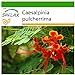 foto SAFLAX - Pequeño flamboyan - 10 semillas - Con sustrato estéril para cultivo - Caesalpinia pulcherrima 2024-2023