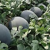 photo: You can buy 30Pcs Black Diamond Watermelon Seeds Non GMO Seeds Fruit Seed ,for Growing Seeds in The Garden or Home Vegetable Garden online, best price $6.99 new 2024-2023 bestseller, review