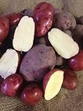 photo: You can buy Seed Potato, Red Lasoda, (5 Lbs.), Certified Minnesota Grown Red Lasoda online, best price $8.95 ($0.11 / Ounce) new 2024-2023 bestseller, review