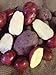photo Seed Potato, Red Lasoda, (5 Lbs.), Certified Minnesota Grown Red Lasoda 2024-2023