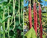 photo: You can buy 60 Heirloom Red&Green Long Bean Seeds - Long Asparagus Bean Noodle Pole Bean Garden Vegetable Seeds - Green and Red Fresh Chinese Vegetable Seeds for Planting Outside or Yard online, best price $7.99 new 2024-2023 bestseller, review