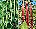 photo 60 Heirloom Red&Green Long Bean Seeds - Long Asparagus Bean Noodle Pole Bean Garden Vegetable Seeds - Green and Red Fresh Chinese Vegetable Seeds for Planting Outside or Yard 2023-2022
