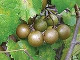 photo: You can buy 15 Seeds of Bronze Scuppernong (Muscadine) Female Native Heirloom Grape Non GMO online, best price $15.99 new 2024-2023 bestseller, review
