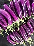 photo: You can buy Eggplant Seeds for Planting | 250 Long Purple Eggplant Seeds to Plant Home Outdoor Garden | Heirloom & Non-GMO Vegetable Seeds | Buy in Bulk (1 Pack) online, best price $6.95 new 2024-2023 bestseller, review