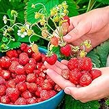 photo: You can buy SeedsUP - 100+ Alpine Strawberry Baron Solemacher Everbearing - Fruit Red online, best price $8.93 ($0.09 / Count) new 2024-2023 bestseller, review