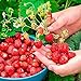 photo SeedsUP - 100+ Alpine Strawberry Baron Solemacher Everbearing - Fruit Red 2024-2023