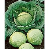 photo: You can buy David's Garden Seeds Cabbage Dutch Early Round 2358 (Green) 50 Non-GMO, Heirloom Seeds online, best price $3.95 new 2024-2023 bestseller, review