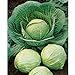 photo David's Garden Seeds Cabbage Dutch Early Round 2358 (Green) 50 Non-GMO, Heirloom Seeds 2022-2021