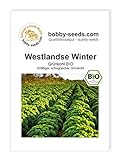 foto: jetzt BIO-Kohlsamen Westlandse Winter Grünkohl Portion Online, bester Preis 1,95 € neu 2024-2023 Bestseller, Rezension