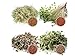 foto 1 kg BIO Keimsprossen Mischung -4 Sorten Mix- Keimsaat 4 x 250 g Samen für die Sprossenanzucht Alfalfa, Kresse, Radies, Salatrauke Sprossen Microgreen Mikrogrün 2022-2021