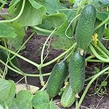 photo: You can buy 200+ Cucumber Seeds for Planting, Non-GMO, Premium Heirloom Seeds online, best price $10.99 ($0.05 / Count) new 2024-2023 bestseller, review