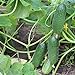 photo 200+ Cucumber Seeds for Planting, Non-GMO, Premium Heirloom Seeds 2024-2023