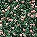photo Strawberry Clover - 1 LB ~270,000 Seeds - Hay, Silage, Green Manure or Farm & Garden Cover Crops - Attracts Pollinators 2024-2023
