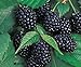 photo Redeo 2 Chester Thornless BlackBerry Plants, Organically Grown, Best in Zone 5-9. 2024-2023