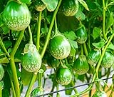 photo: You can buy 100+ Thai Eggplant Seeds for Planting - Round Eggplant is Ornamental and Tasty online, best price $8.96 ($0.09 / Count) new 2024-2023 bestseller, review