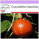 foto: comprar SAFLAX - Calabaza Hokkaido - 10 semillas - Cucurbita maxima on-line, mejor precio 3,95 € nuevo 2024-2023 éxito de ventas, revisión