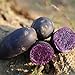 foto Benoon Kartoffel-Samen, 100 Stück/Beutel Gemüsesamen, einfach zu pflanzen, schnell wachsend, schnelle Keimung, seltene schwarze Haut, lila Fleischkartoffelsamen für Hofkartoffelsamen 2022-2021