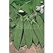 foto Semillas hortícolas - Guisante tirabeque mata alta - Mascarell 2024-2023