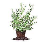 photo: You can buy Powder Blue Blueberry - Size: 1-2 ft, Live Plant, Includes Special Blend Fertilizer & Planting Guide online, best price $27.35 new 2024-2023 bestseller, review