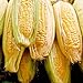 photo Sugar Buns Sweet Yellow Corn, 75 Heirloom Seeds Per Packet, (Isla's Garden Seeds), 90% Germination Rates, Non GMO Seeds, Botanical Name: Zea mays 2024-2023