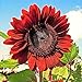 photo RattleFree Velvet Queen Sunflower Seeds for Planting | Heirloom | Non-GMO | 50 Sunflower Seeds per Planting Packet | Fresh Garden Seeds 2024-2023