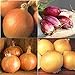 photo David's Garden Seeds Collection Set Onion Long-Day 9332 (Multi) 4 Varieties 800 Non-GMO, Open Pollinated Seeds 2024-2023