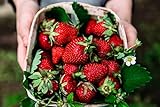photo: You can buy Albion Everbearing Strawberry Bare Roots Plants, 25 per Pack, Hardy Plants Non GMO… online, best price $15.99 ($0.64 / Count) new 2024-2023 bestseller, review