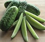 photo: You can buy National Pickling Cucumber, 75 Heirloom Seeds Per Packet, Non GMO Seeds, Botanical Name: Cucumis sativus, Isla's Garden Seeds online, best price $5.98 ($0.08 / Count) new 2024-2023 bestseller, review