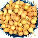 photo: You can buy Yellow Onion Sets Stuttgarter Onion Bulbs 50-60 Bulbs 8 oz online, best price $8.95 ($1.12 / Ounce) new 2024-2023 bestseller, review