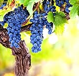 photo: You can buy Wine Grape Vine Seeds for Planting - 100+ Seeds - Ships from Iowa, USA online, best price $9.09 ($0.09 / Count) new 2024-2023 bestseller, review