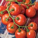 photo: You can buy Burpee 'Fourth of July' Hybrid | Red Slicing Tomato | 50 Seeds online, best price $8.75 new 2024-2023 bestseller, review