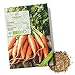 foto BIO Karotten Samen (Early Nantes) - Möhren Saatgut aus biologischem Anbau ideal für die Anzucht im Garten, Balkon oder Terrasse 2022-2021