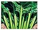 foto Semillas de acelga verde de corte liso - verduras - beta vulgaris - 750 semillas aproximadamente - las mejores semillas de plantas - flores - frutas raras - remolachas verdes lisas - idea de regalo 2024-2023