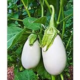 photo: You can buy Cloud Nine Hybrid Eggplant Seeds (30+ Seed Package) online, best price $4.19 new 2024-2023 bestseller, review