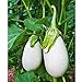 photo Cloud Nine Hybrid Eggplant Seeds (30+ Seed Package) 2023-2022