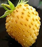 photo: You can buy David's Garden Seeds Fruit Strawberry Yellow Wonder 3119 (Red) 50 Non-GMO, Open Pollinated Seeds online, best price $4.45 new 2024-2023 bestseller, review
