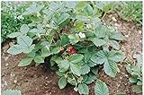 photo: You can buy David's Garden Seeds Fruit Strawberry Alexandria 6977 (Red) 100 Non-GMO, Heirloom Seeds online, best price $4.45 ($0.04 / Count) new 2024-2023 bestseller, review