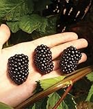 photo: You can buy 5 PrimeArk Freedom Thornless BlackBerry Plants online, best price $45.49 new 2024-2023 bestseller, review