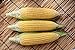 photo Sugar Buns Hybrid Corn Seeds 2024-2023