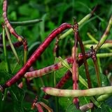 photo: You can buy Top Pick Brown Crowder Pea/Cowpea- 50 Seeds - Heirloom & Open-Pollinated Variety, USA-Grown, Non-GMO Vegetable Seeds for Planting Outdoors in The Home Garden, Thresh Seed Company online, best price $7.99 new 2024-2023 bestseller, review