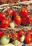 photo: You can buy Salerno Seeds Grape Tomato Piennolo Del Vesuvio Pomodoro Heirloom Tomato 3 Grams Made in Italy Italian Non-GMO online, best price $4.99 new 2024-2023 bestseller, review