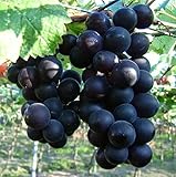 photo: You can buy Natural Fruit Seeds Kyoho Grapes Seeds 30Pcs online, best price $7.89 new 2024-2023 bestseller, review